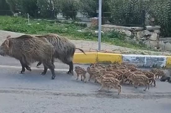 Domuz sürüsü, vatandaşın pidesine göz dikti