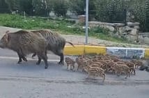 Aç kalan domuzlar gündüz vakti yiyecek aradı