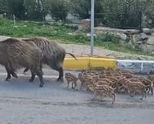 Aç kalan domuzlar gündüz vakti yiyecek aradı