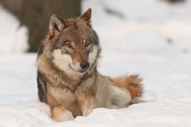 Köye inen aç kurt köpeğe saldırdı
