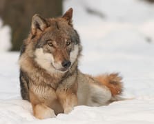 Köye inen aç kurt köpeğe saldırdı