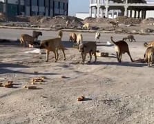 Başıboş köpekler Rana’nın öldürüldüğü bölgede kanlı etlerle besleniyor