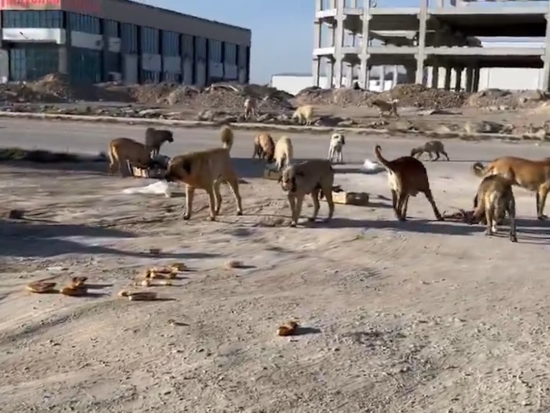 Başıboş köpekler kanlı etle besleniyor