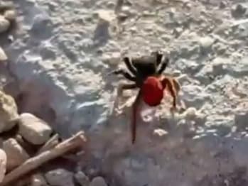 Zehirli Uğur Böceği Örümceği görüldü