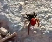 Nesli tükenmekte olan Zehirli Uğur Böceği Örümceği görüldü