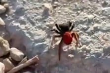 Nesli tükenmekte olan Zehirli Uğur Böceği Örümceği görüldü