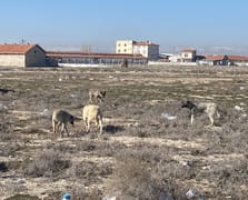 2 yaşındaki Rana'nın hayatını kaybettiği bölgede hala başıboş köpekler var
