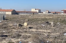2 yaşındaki Rana'nın hayatını kaybettiği bölgede hala başıboş köpekler var