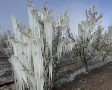 Zirai don için meclis araştırma komisyonu kuruldu