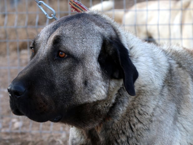 Ani hava değişimleri hayvanları da etkiledi