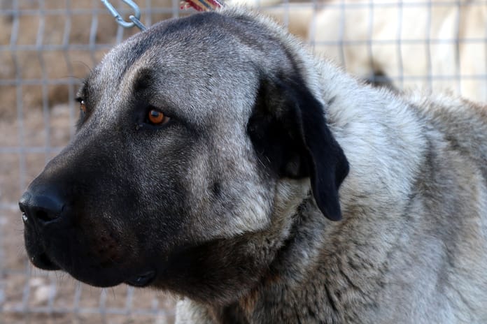 Ani hava değişimleri hayvanları da etkiledi