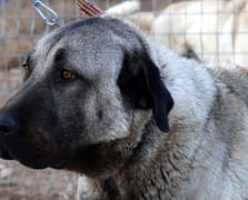 Ani hava değişimleri hayvanları da etkiledi