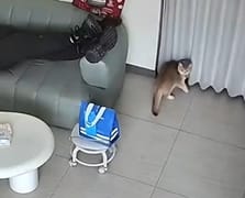 Kediler kazayı önceden sezerek kaçtı