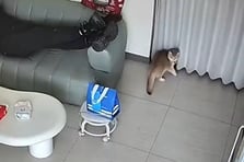 Kediler kazayı önceden sezerek kaçtı