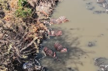 Dere yatağında at ve eşek kemikleri görüntülendi