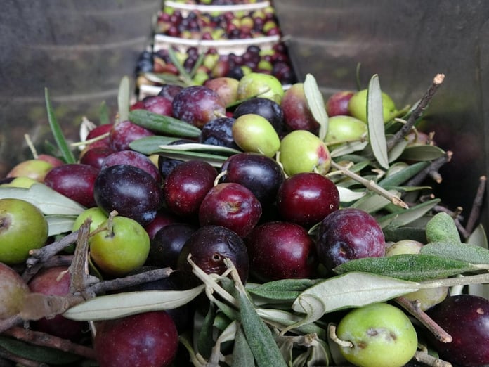 Sofralık zeytinde dünya birincisi, zeytinyağında ikinci olduk