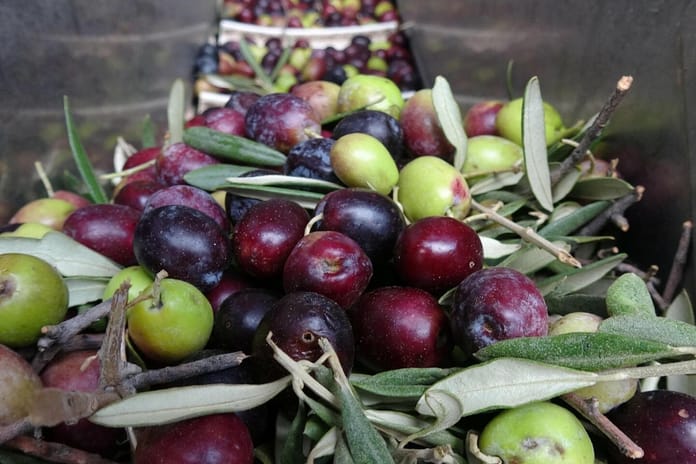 Sofralık zeytinde dünya birincisi, zeytinyağında ikinci olduk