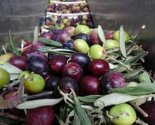 Sofralık zeytinde dünya birincisi, zeytinyağında ikinci olduk