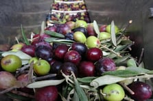 Sofralık zeytinde dünya birincisi, zeytinyağında ikinci olduk