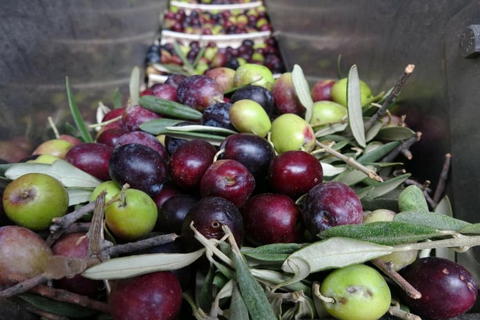 Sofralık zeytinde dünya birincisi, zeytinyağında ikinci olduk