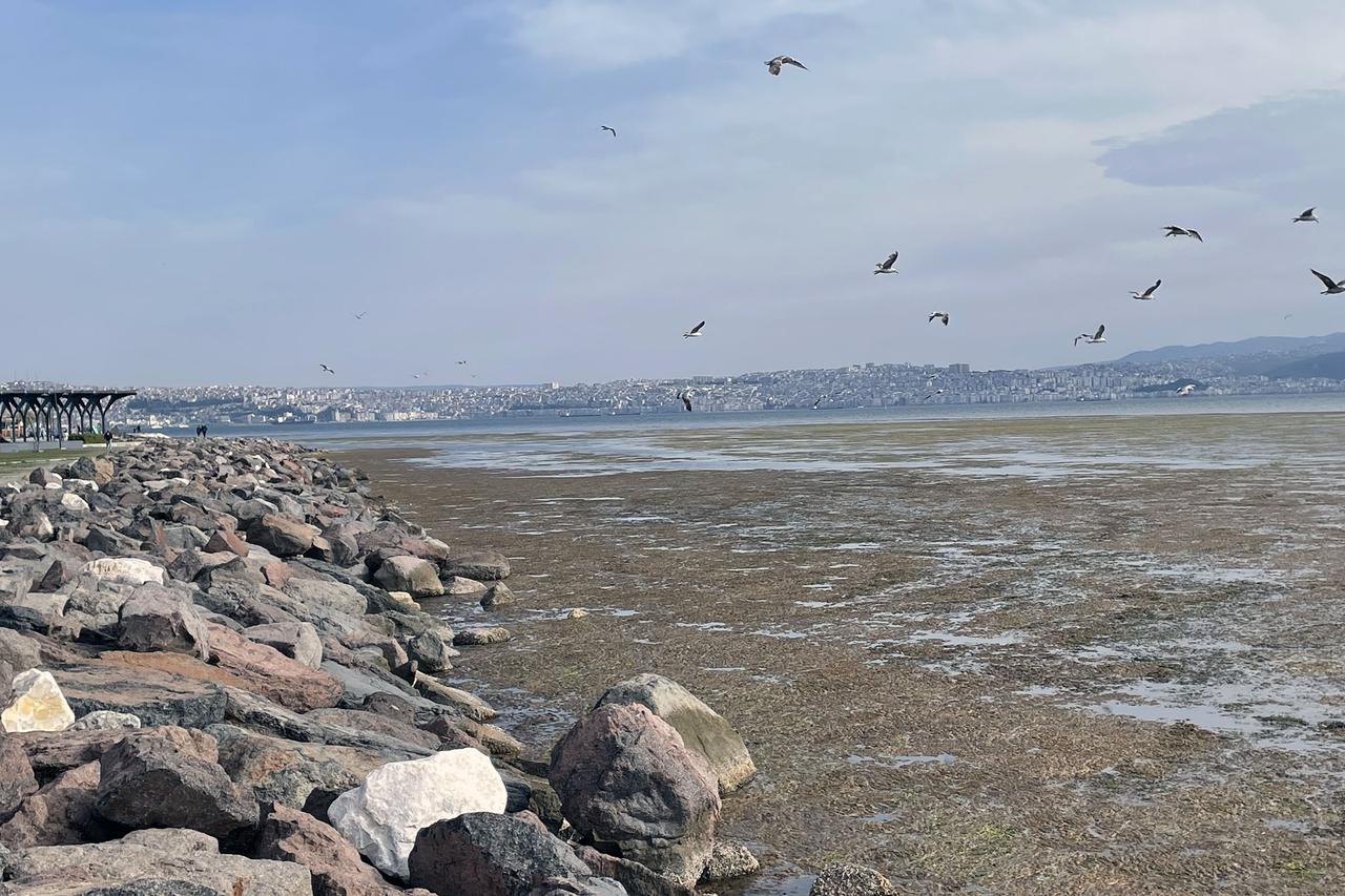 İzmir'de Bostanlı sahilinde yosun tabakası oluştu