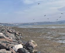 İzmir'de Bostanlı sahilinde yosun tabakası oluştu