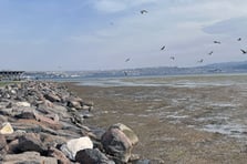 İzmir'de Bostanlı sahilinde yosun tabakası oluştu