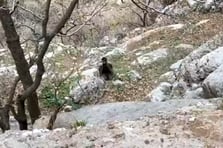 PKK/YPG'li 5 terörist TSK'ya teslim oldu