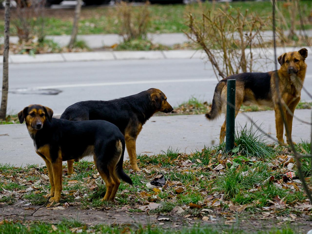Acılı baba başıboş köpeklerin toplatılmasını istedi