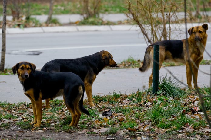 Kızını kaybeden baba başıboş hayvanların toplatılmasını istedi