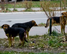 Kızını kaybeden baba başıboş hayvanların toplatılmasını istedi