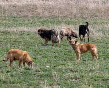 İstanbul Valiliğinden sahipsiz hayvanları için yeni genelge