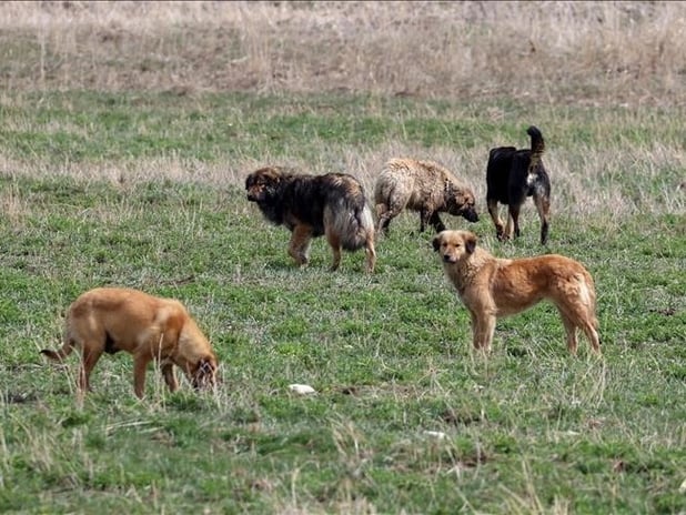 İstanbul Valiliğinden sahipsiz hayvanları için yeni genelge