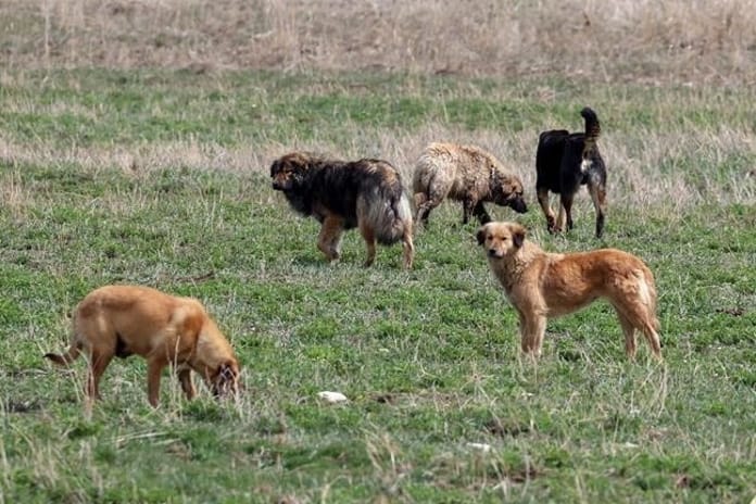 İstanbul Valiliğinden sahipsiz hayvanları için yeni genelge