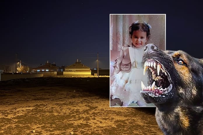 2 yaşındaki çocuk başıboş köpeklerin saldırısında öldü