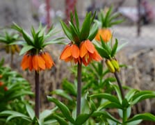 Yılın 20 günü hayatta kalan ters lale çiçeği açtı