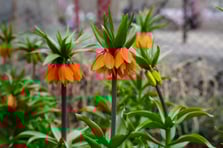 Yılın 20 günü hayatta kalan ters lale çiçeği açtı