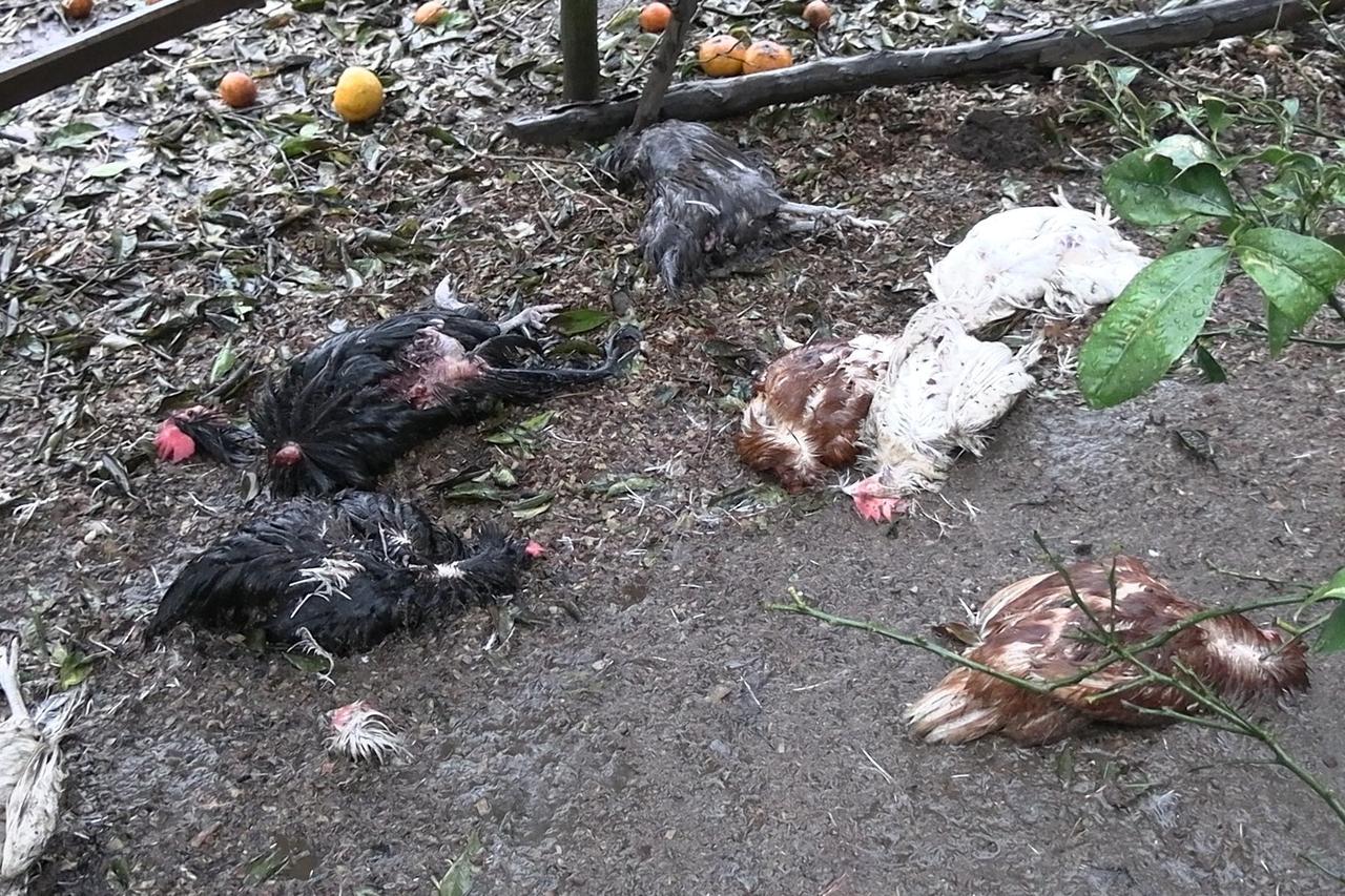 Başıboş köpekler kümeste katliam yaptı