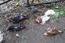 Başıboş köpeklerin saldırdığı 86 tavuk telef oldu