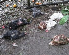 Başıboş köpeklerin saldırdığı 86 tavuk telef oldu