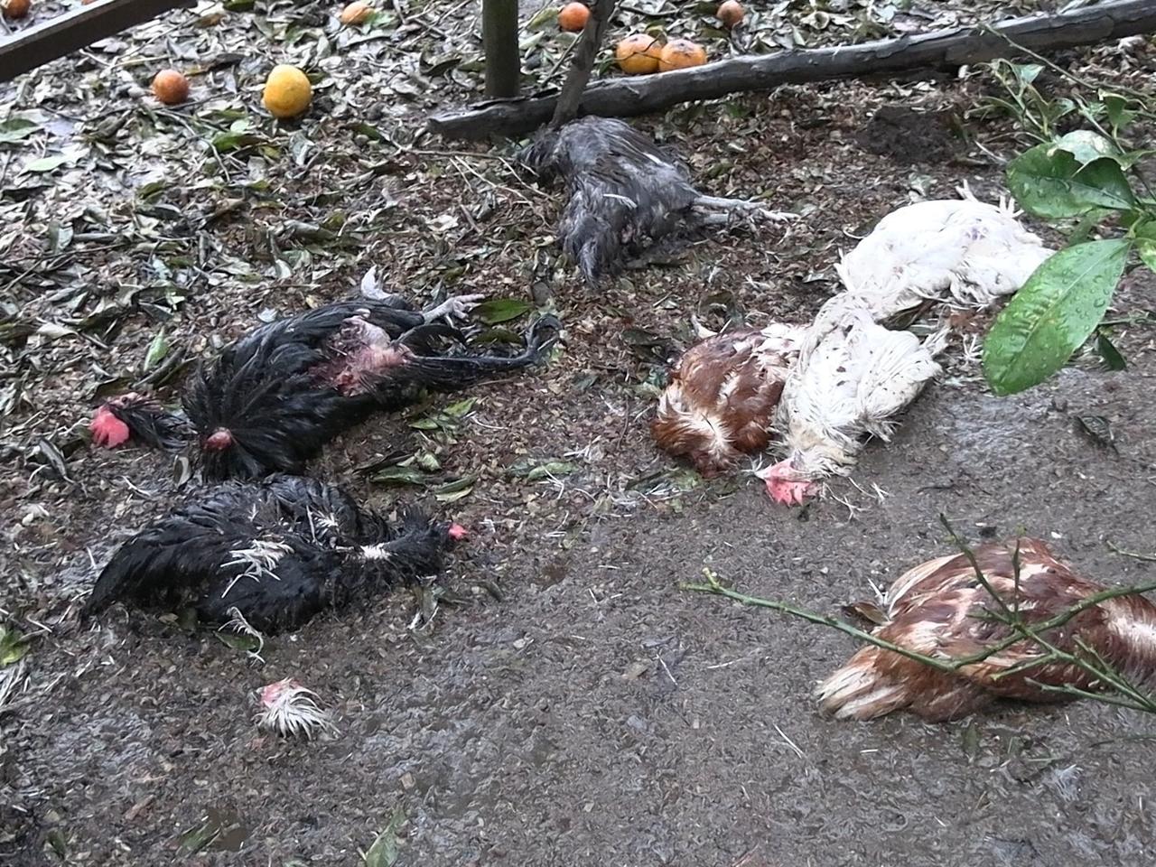 Başıboş köpekler kümeste katliam yaptı