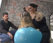 Duman isimli obez köpek spor ve pilates ile zayıflatılıyor