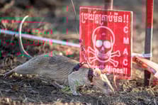 Fare Ronin tespit ettiği mayınlarla dünya rekoru kırdı