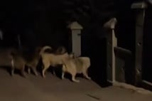 Başıboş köpeklerin kavgasını vatandaş güçlükle ayırdı