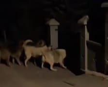 Başıboş köpeklerin kavgasını vatandaş güçlükle ayırdı