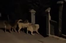 Başıboş köpeklerin kavgasını vatandaş güçlükle ayırdı