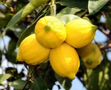 Limon ihracatı yarından itibaren geçici olarak durdurulacak