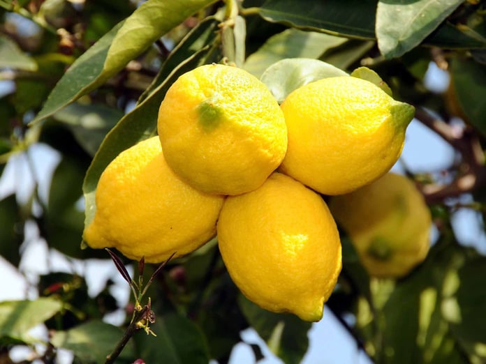 Limon ihracatı yarından itibaren geçici olarak durdurulacak