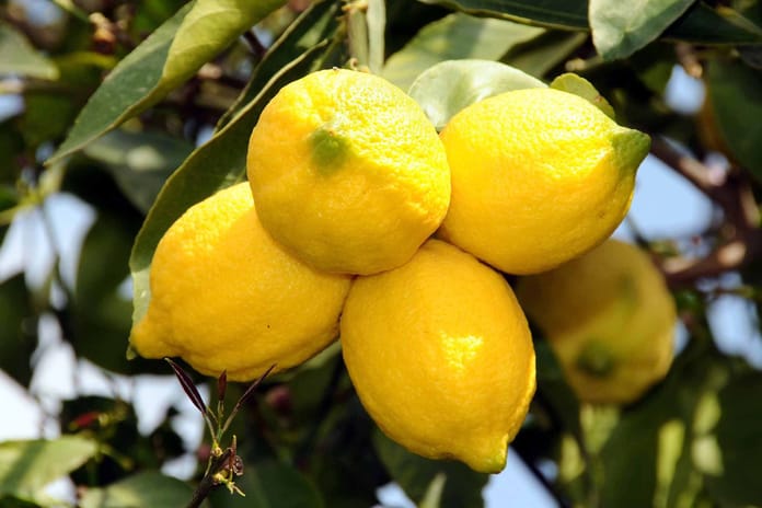 Limon ihracatı yarından itibaren geçici olarak durdurulacak