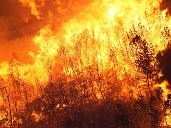  2024'te ihmal, dikkatsizlik, kasıt ve kazadan 1956 orman yangını çıktı